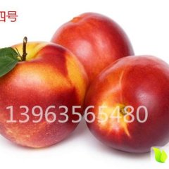 冠县中油4号大量上市，每斤8毛—9毛