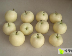 冠县绿宝石梨，又叫中梨1号，早熟品种