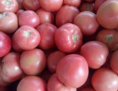 东昌府沙镇硬粉西红柿上市了，品种好，果形园