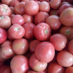 东昌府沙镇硬粉西红柿上市了，品种好，果形园