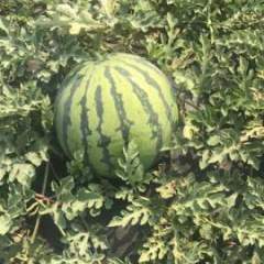 大城大广安种植西瓜，现西瓜大量成熟