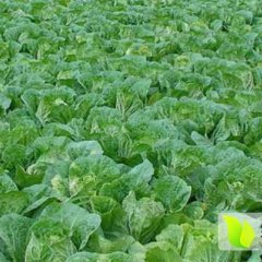 河北尚义娃娃菜