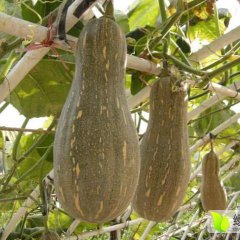 君山建兴符志龙5月金韩密本南瓜