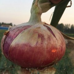 2017扶沟洋葱 盛产红皮洋葱