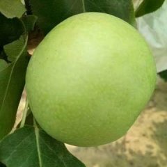 2018冠县鲜果绿宝石梨大量上市
