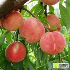 大荔县三突围已经开始上市，桃子口感好