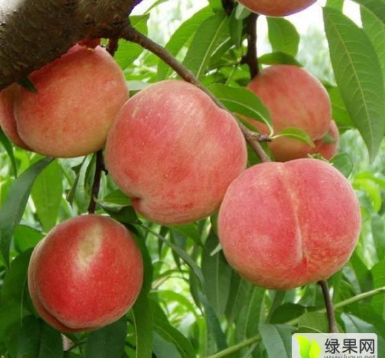 2017年陕西大荔中三突围价格