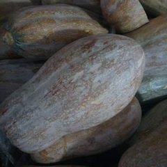 岳阳市君山区广兴洲镇合兴村 早熟密本南瓜