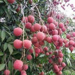 广西钦北黑叶荔开始上市，有“荔枝之乡”美称