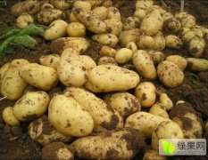 河北定州土豆超大种植面积、品质保证