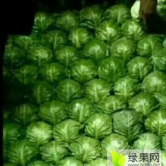 河北曲周中甘21甘蓝欢迎合作