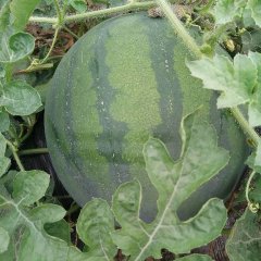 大荔花皮无籽西瓜口感好无硬心沙甜可囗