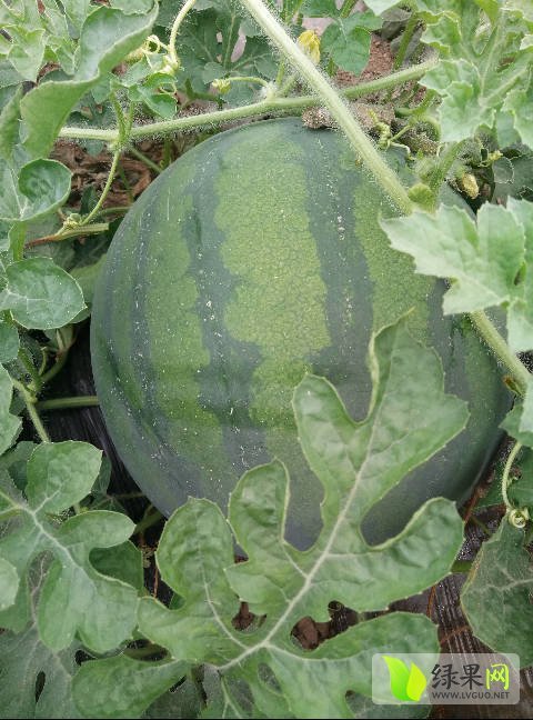 2017年陕西大荔花皮无籽价格