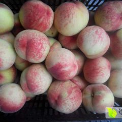 河北省深州市王村盛荣果品站