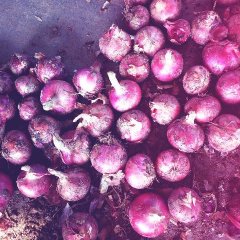 洋葱大量上市，专业代收代存。