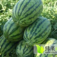 新疆西瓜受到客户的一致好评！ 要西瓜加微信18551926097