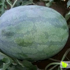 河北广宗龙卷风西瓜李书岭诚信合作