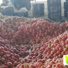 永年硬粉西红柿 欢迎新老客户前来考察收购