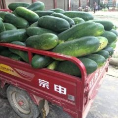 新野冬瓜著名品种,城郊李军伟诚信合作
