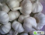 2017东昌府万亩大蒜上市 蒜把在1.2元每斤