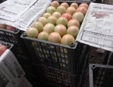 河南汝州西红柿已经上市了，量大质优