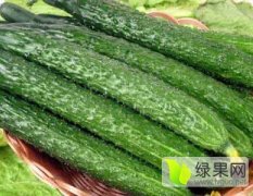 河北永年南大堡蔬菜市场供应黄瓜
