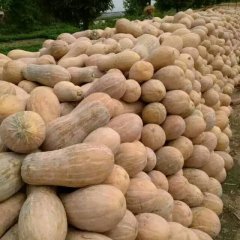 嘉鱼南瓜分早熟与迟熟早熟有王中王，美玉等