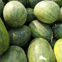 2017曲周西瓜 大量上市，质量好