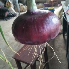 铜山优质洋葱上市中，质量好