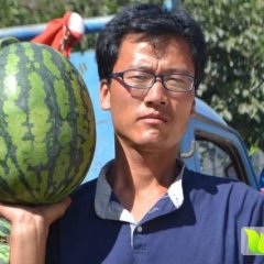 陕西蒲城甜王系列西瓜火爆招商中