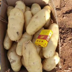 山东安丘薯行好， 个头大，颜色好