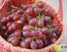 富硒葡萄种植园区，红巴拉多富硒葡萄质量上乘