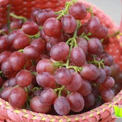 富硒葡萄种植园区，红巴拉多富硒葡萄质量上乘