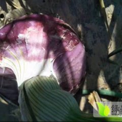 河南焦作红皮洋葱品种齐全看货定价