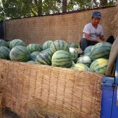 2017清苑西瓜 负责安排食宿和车辆接送