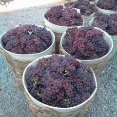 山东栖霞长期代理收购，无核红宝石葡萄