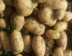 2017通许土豆 荷兰十五上市价格