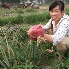 河南尉氏红皮洋葱 洋葱非常成功