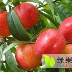 2017大荔油桃品种多，有中油系列油桃