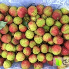 阳西上洋许诺6月妃子笑荔枝