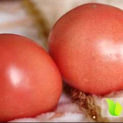 河南中牟硬粉西红柿已大量上市