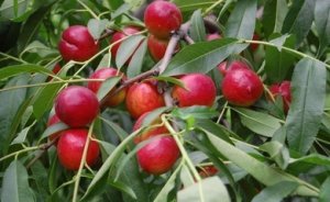 山东费县曙光油桃诚意代办