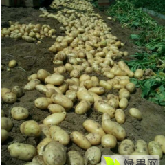 山东滕州万亩土豆，质优量大