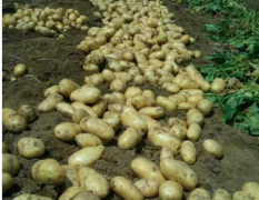 山东滕州万亩土豆，质优量大