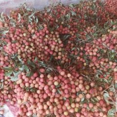 阳西白糖罂荔枝大量上市中，味美肉嫩