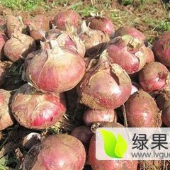 山东惠民的洋葱大量上市，供货量大