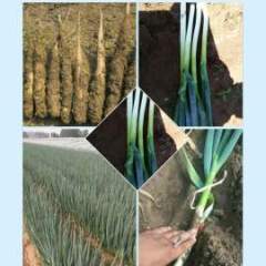 2017诸城本地区常年种植大葱、大姜