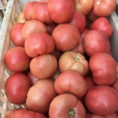 2017中牟西红柿 硬粉，品质好耐运输