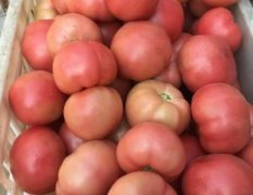 2017中牟西红柿 硬粉，品质好耐运输