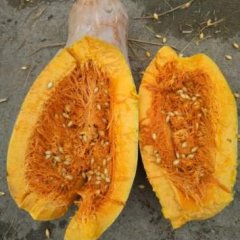 嘉鱼南瓜 大量供应南瓜，冬瓜，质量好